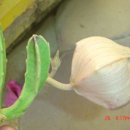  floare mai ciudata ;si e cactus